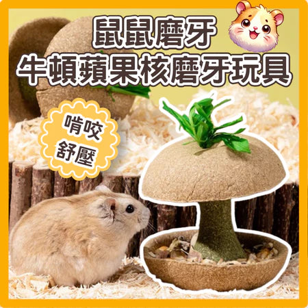🍎🍎小寵磨牙蘋果核玩具 天然安全耐啃咬